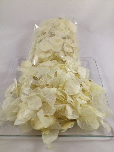 Lunaria (monnaie de pape) 40 gr. naturel